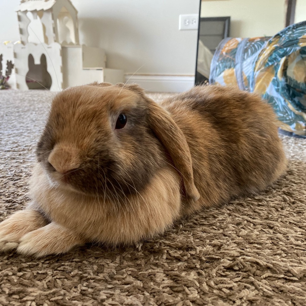 Meet your Posher, Marcela